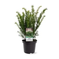 Taks 'Farmen' Taxus Media 'Farmen' Potte 3,0 Liter,- 25-30 Cm.