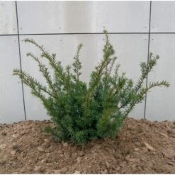 Taks 'Farmen' Taxus Media 'Farmen' Potte 3,0 Liter,- 25-30 Cm. -Osmo Salgsbutik p2116 47522 taxus media farmen 2f26