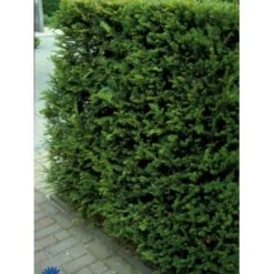 Almindelig Taks Taxus Baccata Potte 3,0 Liter,- 40-60 Cm. -Osmo Salgsbutik p2119 1655 taxus baccata 0df8