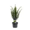 Almindelig Taks Taxus Baccata Potte 3,0 Liter,- 40-60 Cm. -Osmo Salgsbutik p2119 43369 taxus baccata 7dc9