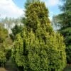 Almindelig Gul Søjletaks 'Fastigiata Aurea'' Taxus Baccata 'Fastigiata Aurea' Med Klump,- 100-120 Cm. 2 Almindelig Gul Søjletaks 'Fastigiata Aurea'' Taxus Baccata 'Fastigiata Aurea' Med Klump,- 100-120 Cm. -Osmo Salgsbutik p2121 52841 taxus baccata fastigiata aurea f453