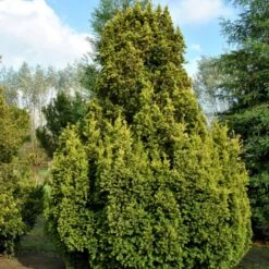 Almindelig Gul Søjletaks 'Fastigiata Aurea'' Taxus Baccata 'Fastigiata Aurea' Med Klump,- 100-120 Cm.