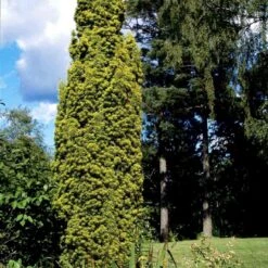 Almindelig Gul Søjletaks 'Fastigiata Aurea'' Taxus Baccata 'Fastigiata Aurea' Med Klump,- 100-120 Cm. -Osmo Salgsbutik p2121 52844 taxus baccata fastigiata aurea 7e14