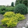 Almindelig Krybende Taks 'Summergold' Taxus Baccata 'Summergold' Potte 2,0 Liter,- 25-30 Cm. -Osmo Salgsbutik p2126 1661 taxus baccata summergold 84aa