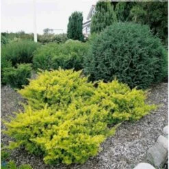 Almindelig Krybende Taks 'Summergold' Taxus Baccata 'Summergold' Potte 2,0 Liter,- 25-30 Cm.
