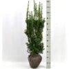 Taks 'Hicksii' Taxus Media 'Hicksii' Med Klump,- 80-100 Cm. -Osmo Salgsbutik p2129 52707 taxus media hicksii 35e0