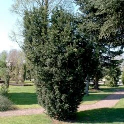 Taks 'Hicksii' Taxus Media 'Hicksii' Med Klump,- 80-100 Cm. -Osmo Salgsbutik p2129 52845 taxus media hicksii b8aa