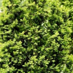 Taks 'Hicksii' Taxus Media 'Hicksii' Med Klump,- 80-100 Cm. -Osmo Salgsbutik p2129 52846 taxus media hicksii fc91