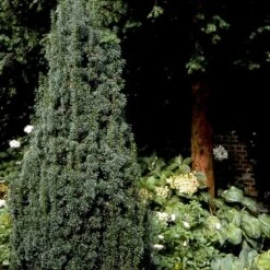 Taks 'Hicksii' Taxus Media 'Hicksii' Med Klump,- 80-100 Cm. -Osmo Salgsbutik p2129 52847 taxus media hicksii 2fde