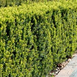 Taks 'Hicksii' Taxus Media 'Hicksii' Med Klump,- 80-100 Cm. -Osmo Salgsbutik p2129 52849 taxus media hicksii e6fa