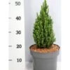 Sukkertopgran 'Zuckerhut' Picea Glauca 'Zuckerhut'(dværgform) Potte 5,0 Liter,- 30-40 Cm. -Osmo Salgsbutik p21326 41545 picea glauca zuckerhut e629