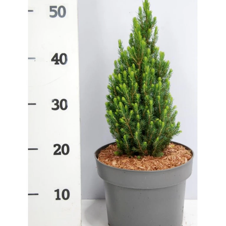 Sukkertopgran 'Zuckerhut' Picea Glauca 'Zuckerhut'(dværgform) Potte 5,0 Liter,- 30-40 Cm. 3 Sukkertopgran 'Zuckerhut' Picea Glauca 'Zuckerhut'(dværgform) Potte 5,0 Liter,- 30-40 Cm.