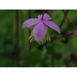 Violfrøstjerne Thalictrum Delavayi 1 Liter Potte -Osmo Salgsbutik p2133 36045 thalichtrum delavayi 9bf2