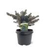 Blågran (Podet) 'Waldbrunn' Picea Pungens 'Waldbrunn'(dværgform) Potte 3,0 Liter,- 15-20 Cm. -Osmo Salgsbutik p21355 49222 picea pungens waldbrunn dvaergform a2f3