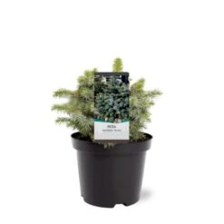 Sitkagran (Podet) 'Tenas' Picea Sitchensis 'Tenas' (dværgform) Potte 3,0 Liter,- 20-25 Cm.