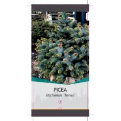 Sitkagran (Podet) 'Tenas' Picea Sitchensis 'Tenas' (dværgform) Potte 3,0 Liter,- 20-25 Cm. -Osmo Salgsbutik p21364 38817 image a492