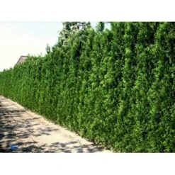 Almindelig Thuja 'Brabant' Thuja Occidentalis 'Brabant' Potte 4,0 Liter,- 80-100 Cm. -Osmo Salgsbutik p2140 1668 thuja occidentalis brabrant 373f