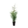 Almindelig Thuja 'Brabant' Thuja Occidentalis 'Brabant' Potte 4,0 Liter,- 80-100 Cm. -Osmo Salgsbutik p2140 43376 thuja occidentalis brabant 7a4f