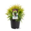Thuja 'Golden Globe' Thuja Occidentalis 'Golden Globe'(dværgform) Potte 3,0 Liter,- 25-30 Cm.