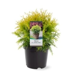 Thuja 'Golden Globe' Thuja Occidentalis 'Golden Globe'(dværgform) Potte 3,0 Liter,- 25-30 Cm.