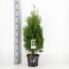 Almindelig Thuja 'Holmstrup' Thuja Occidentalis 'Holmstrup' Potte 3,0 Liter,- 40-60 Cm. -Osmo Salgsbutik p2144 33878 thuja occidentalis holmstrup 4711