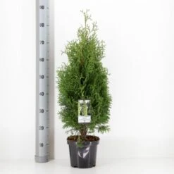 Almindelig Thuja 'Holmstrup' Thuja Occidentalis 'Holmstrup' Potte 3,0 Liter,- 40-60 Cm.