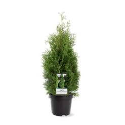 Almindelig Thuja 'Holmstrup' Thuja Occidentalis 'Holmstrup' Potte 3,0 Liter,- 40-60 Cm. -Osmo Salgsbutik p2144 38848 image d11c