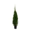 Almindelig Thuja 'Smaragd' Thuja Occidentalis 'Smaragd' Potte 10 Liter,- 125-150 Cm. -Osmo Salgsbutik p2145 45699 thuja occidentalis smaragd 94a5