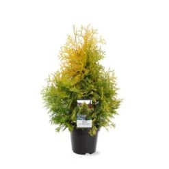 Almindelig Thuja 'Yellow Ribbon' Thuja Occidentalis 'Yellow Ribbon' Potte 3,0 Liter,- 40-60 Cm. -Osmo Salgsbutik p2146 38850 image bd8d