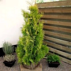 Almindelig Thuja 'Yellow Ribbon' Thuja Occidentalis 'Yellow Ribbon' Potte 3,0 Liter,- 40-60 Cm. -Osmo Salgsbutik p2146 52860 thuja occidentalis yellow ribbon 128a