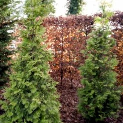 Almindelig Thuja 'Yellow Ribbon' Thuja Occidentalis 'Yellow Ribbon' Potte 3,0 Liter,- 40-60 Cm. -Osmo Salgsbutik p2146 52861 thuja occidentalis yellow ribbon 4d78