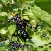 Solbær 'Ben Sarek' Ribes Nigrum 'Ben Sarek' Potte 2,0 Liter,- Opbundet -Osmo Salgsbutik p21588 50627 ribes nigrum ben sarek 3297
