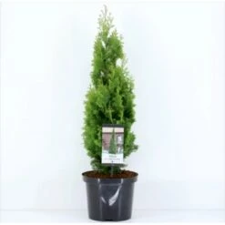Almindelig Thuja 'Degroots Spire' Thuja Occidentalis 'Degroots Spire' Potte 3,0 Liter,- 30-40 Cm. -Osmo Salgsbutik p21634 36690 thuja occidentalis degroots spire f374