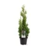 Almindelig Thuja 'Degroots Spire' Thuja Occidentalis 'Degroots Spire' Potte 3,0 Liter,- 30-40 Cm. -Osmo Salgsbutik p21634 38838 image 3c9a