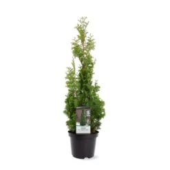Almindelig Thuja 'Degroots Spire' Thuja Occidentalis 'Degroots Spire' Potte 3,0 Liter,- 30-40 Cm.