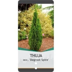Almindelig Thuja 'Degroots Spire' Thuja Occidentalis 'Degroots Spire' Potte 3,0 Liter,- 30-40 Cm. -Osmo Salgsbutik p21634 38839 image 1d23