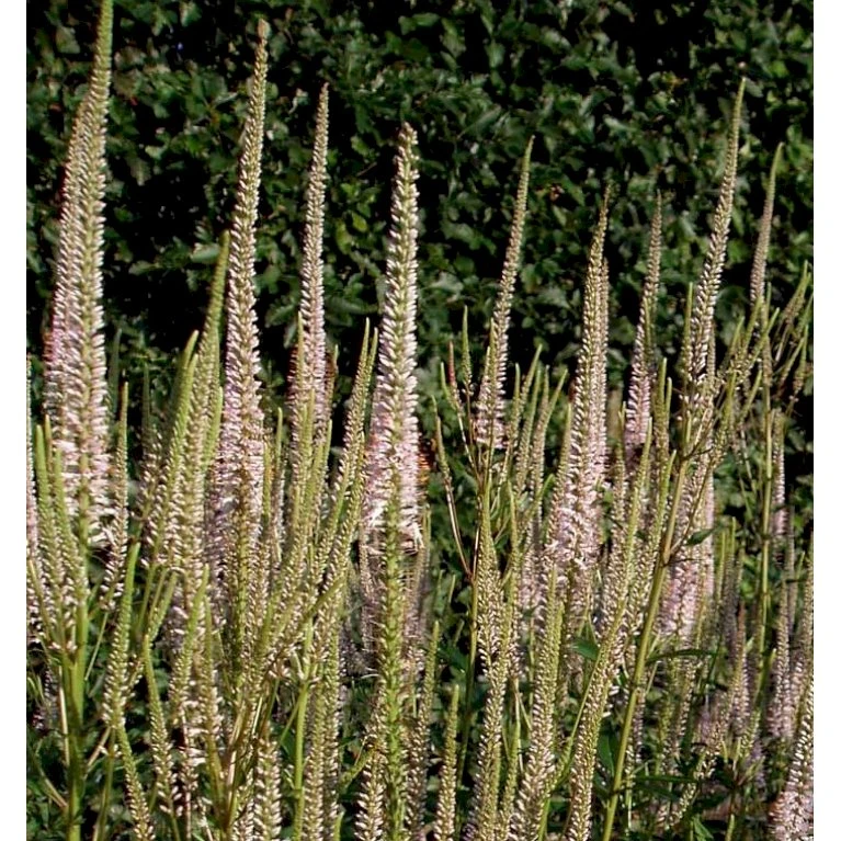 Virginsk Ærenpris 'Pink Glow' Veronicastrum Virginicum 'Pink Glow' 2 Liter Potte 3 Virginsk Ærenpris 'Pink Glow' Veronicastrum Virginicum 'Pink Glow' 2 Liter Potte
