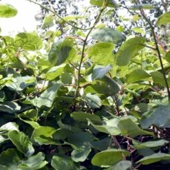 Kiwi 'Male' Actinidia Chinensis 'Male' (Hanplanter) Potte 2,0 Liter,- Opbundet -Osmo Salgsbutik p21774 48489 actinidia chinensis male hanplanter ad9e