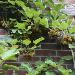 Kiwi 'Jenny' Actinidia Chinensis 'Jenny' (Selvbestøvende) Potte 2,0 Liter,- Opbundet -Osmo Salgsbutik p21775 50527 actinidia chinensis jenny selvbestoevende 1920