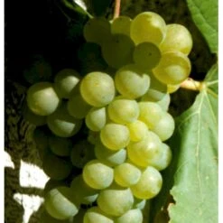 Vin 'Reform' Vitis Vinifera 'Reform' Potte 2,0 Liter,- Opbundet 60-100 Cm