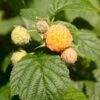 Efterårs Hindbær 'Golden Queen'® Rubus Idaeus 'Golden Queen'® Potte 2,0 Liter,- Opbundet -Osmo Salgsbutik p21880 48852 rubus idaeus golden queen 6614