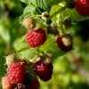 Sommer Hindbær 'Willamette' Rubus Idaeus 'Willamette' Potte 3,0 Liter,- Opbundet -Osmo Salgsbutik p21893 48881 rubus idaeus willamette 565d