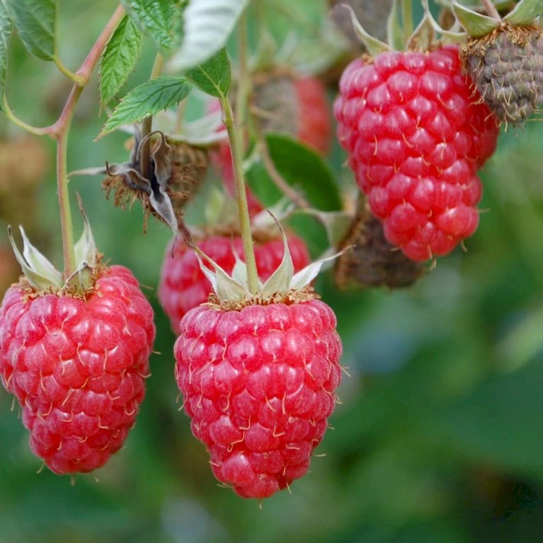 Sommer Hindbær 'Willamette' Rubus Idaeus 'Willamette' Potte 3,0 Liter,- Opbundet 4 Sommer Hindbær 'Willamette' Rubus Idaeus 'Willamette' Potte 3,0 Liter,- Opbundet - Billede 2