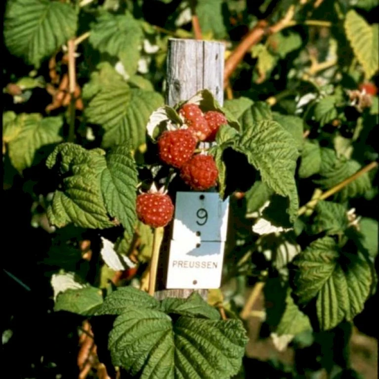 Sommer Hindbær 'Preussen II' Rubus Idaeus 'Preussen II' Potte 3,0 Liter,- Opbundet 3 Sommer Hindbær 'Preussen II' Rubus Idaeus 'Preussen II' Potte 3,0 Liter,- Opbundet
