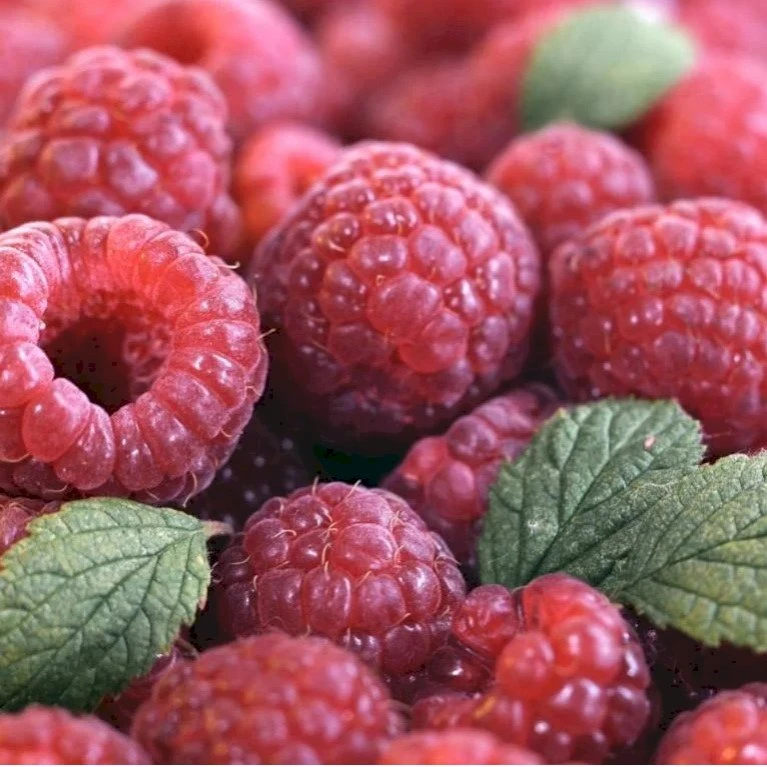 Sommer Hindbær 'Preussen II' Rubus Idaeus 'Preussen II' Potte 3,0 Liter,- Opbundet 4 Sommer Hindbær 'Preussen II' Rubus Idaeus 'Preussen II' Potte 3,0 Liter,- Opbundet - Billede 2