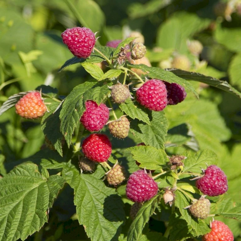 Sommer Hindbær 'Preussen II' Rubus Idaeus 'Preussen II' Potte 3,0 Liter,- Opbundet 5 Sommer Hindbær 'Preussen II' Rubus Idaeus 'Preussen II' Potte 3,0 Liter,- Opbundet - Billede 3