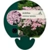 Almindelig Røllike 'Apfelblüte' Achillea Millefolium 'Apfelblüte' Bakke Med 12 Stk. -Osmo Salgsbutik p22065 45310 achillea millefolium apfelbluete efdd