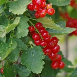 Ribs 'Rolan' Ribes Rubrum 'Rolan' 3,5 Liter Potte -Osmo Salgsbutik p22168 50632 ribes rubrum rolan 5b2f