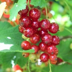 Ribs 'Rosetta' Ribes Rubrum 'Rosetta' 5 Liter Potte -Osmo Salgsbutik p22170 50633 ribes rubrum rosetta 79b1