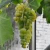 Vin 'Himrod' Vitis Vinifera 'Himrod' Potte 3,0 Liter,- Opbundet 80-100 Cm. -Osmo Salgsbutik p2230 47548 vitis hybrid himrod 870f